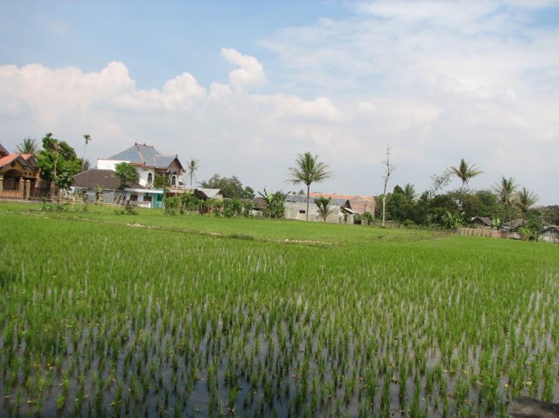2007 07 14 BALI 045-1.jpg